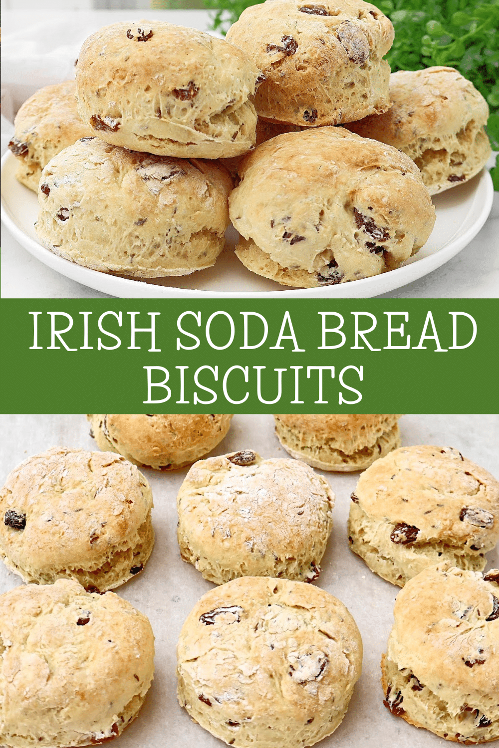 Irish Soda Bread Biscuits ~ Perfectly portioned biscuits inspired by classic Irish soda bread. Vegetarian and vegan. via @thiswifecooks